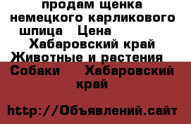 продам щенка немецкого карликового шпица › Цена ­ 25 000 - Хабаровский край Животные и растения » Собаки   . Хабаровский край